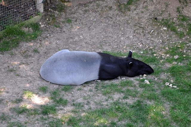 min 2013 07 06 beauval 257